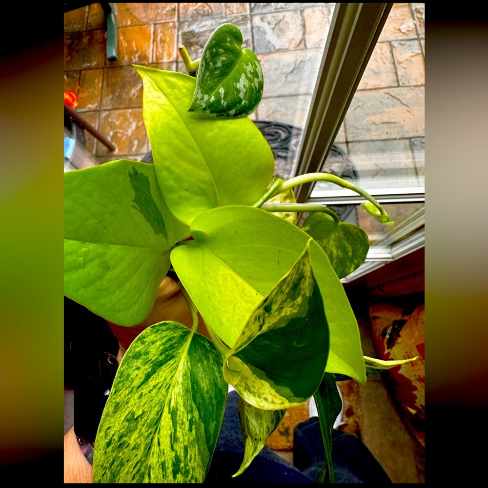 6 Types of Pothos